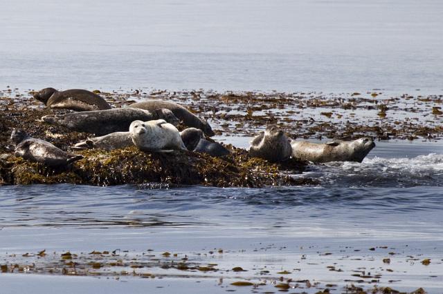 065 Sitka, Zeehonden.jpg